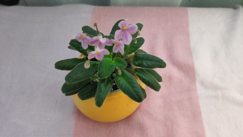 17 mai - Mac s Wagon Wheels