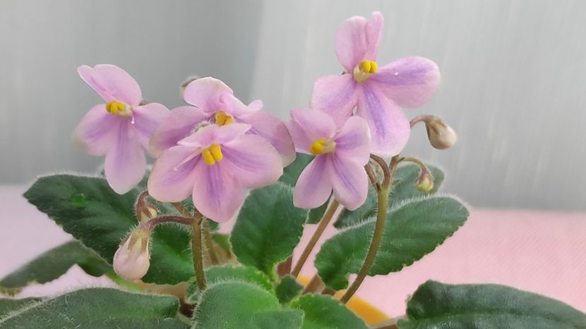 17 mai - Mac s Wagon Wheels