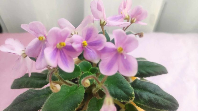 30 mai - Mac s Wagon Wheels