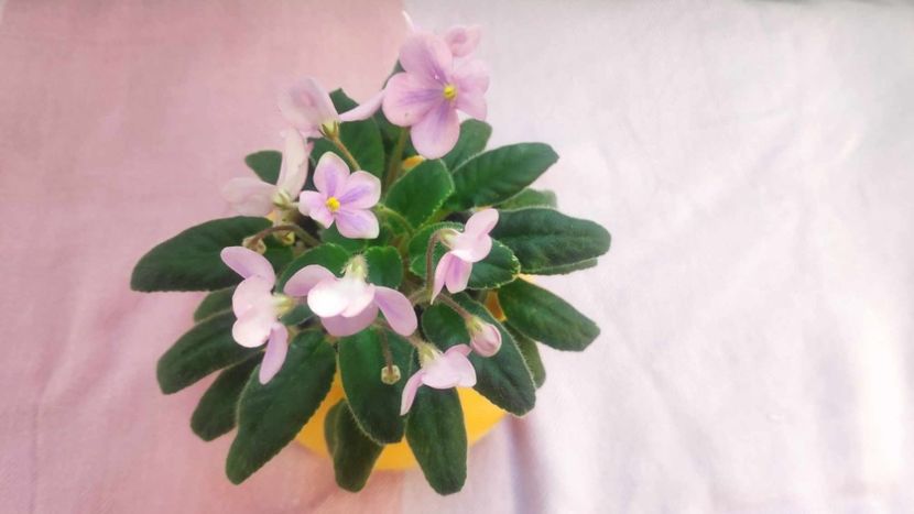 30 mai - Mac s Wagon Wheels