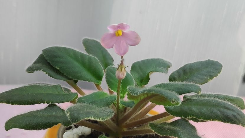 17 mai - Mac s Wagon Wheels