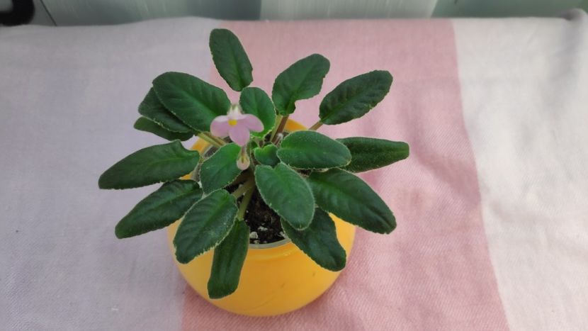 17 mai - Mac s Wagon Wheels