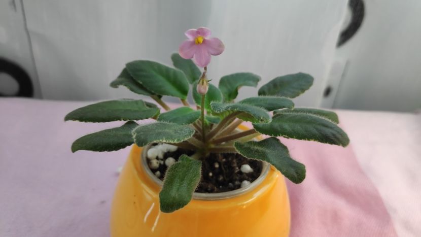 17 mai - Mac s Wagon Wheels