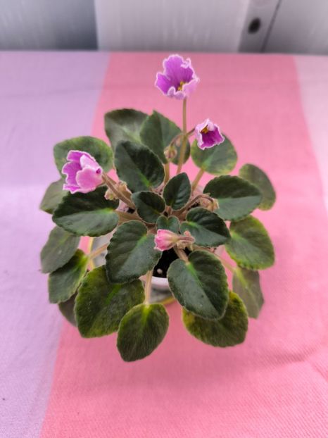 2 mar - N Sa Liubovj!!