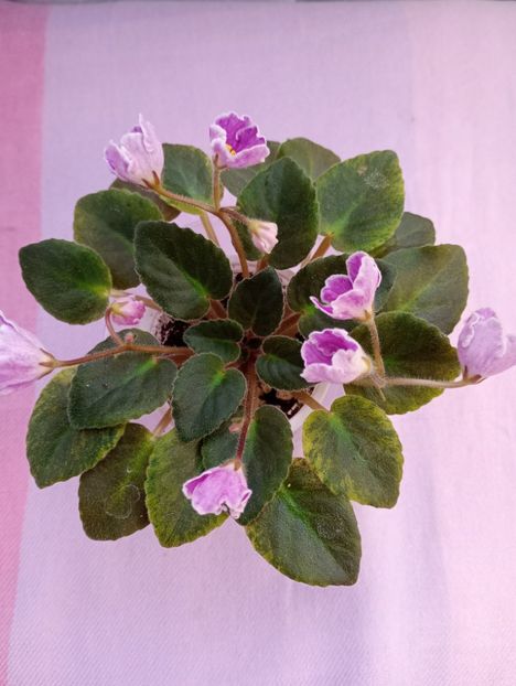 13 mar - N Sa Liubovj!!