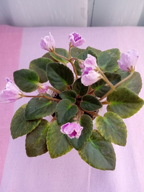 13 mar - N Sa Liubovj!!