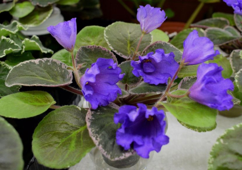 OS Nevskij Kolokolchik - OS Nevskij Kolokolchik