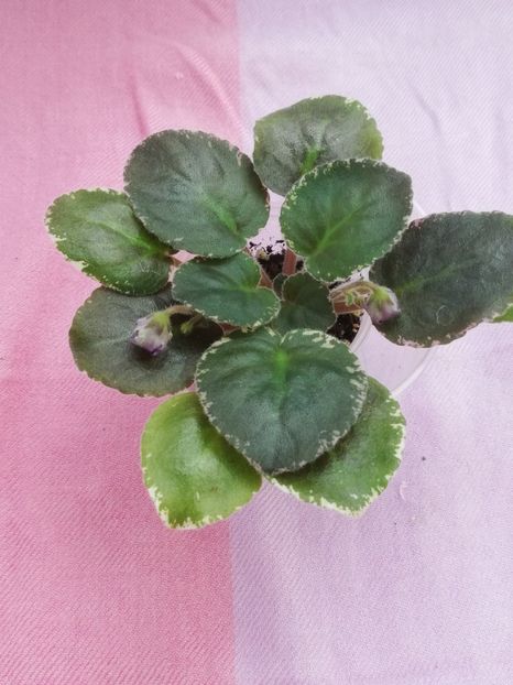 7 iul - OS Nevskij Kolokolchik