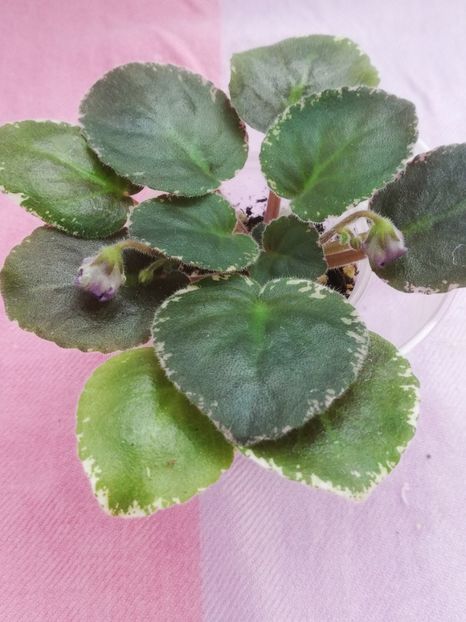 7 iul - OS Nevskij Kolokolchik