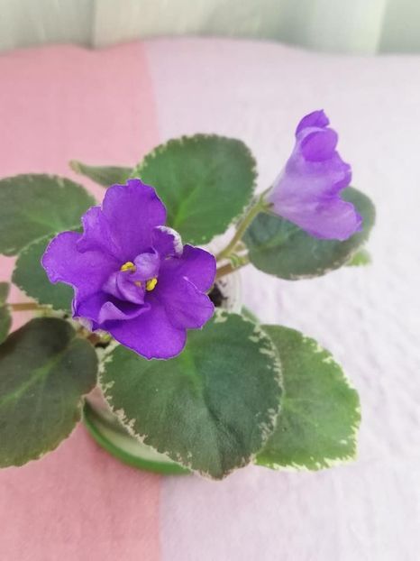 14 iul - OS Nevskij Kolokolchik