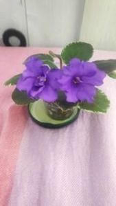 17 iul - OS Nevskij Kolokolchik