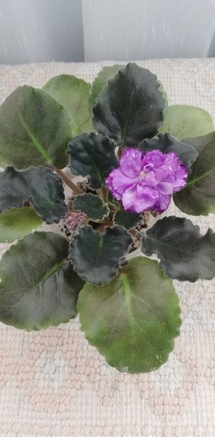 12 dec - ND Kitayskaya Shkatulka