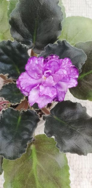 12 dec - ND Kitayskaya Shkatulka