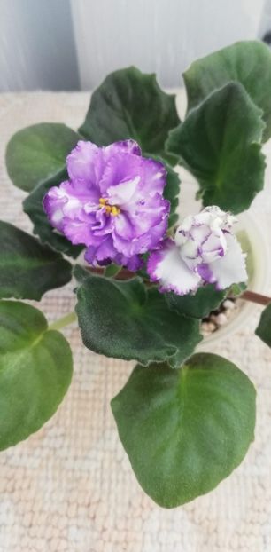 12 dec - ND Kitayskaya Shkatulka