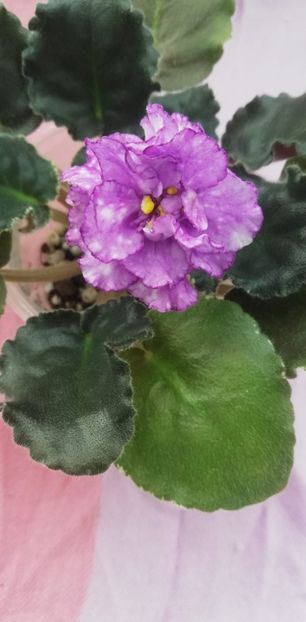 28 dec - ND Kitayskaya Shkatulka