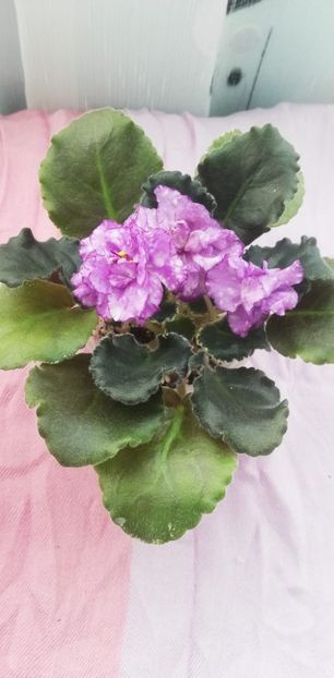 28 dec - ND Kitayskaya Shkatulka