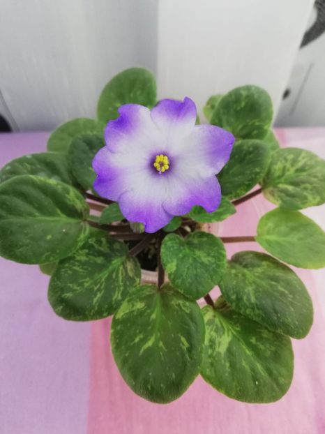 8 nov - Ocharovateljnie Glazky