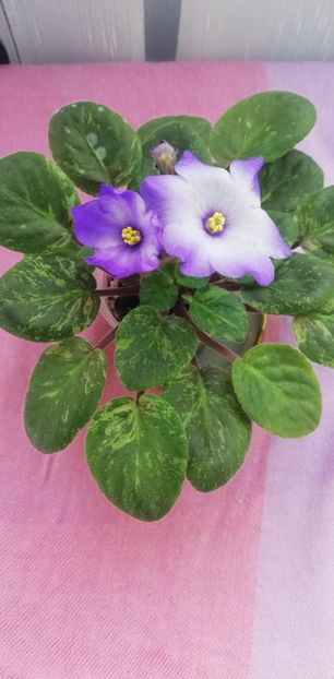 14 nov - Ocharovateljnie Glazky