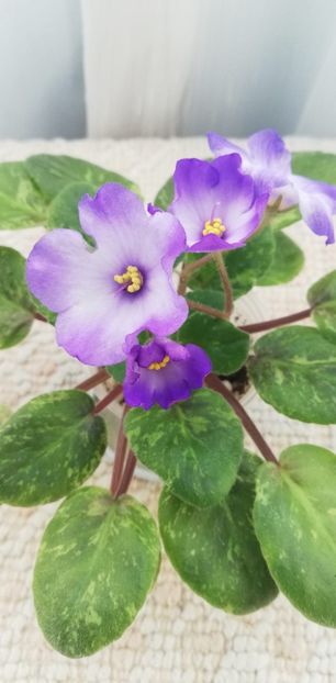 27 nov - Ocharovateljnie Glazky