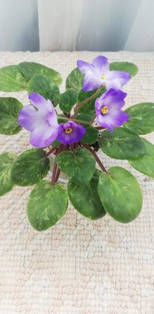 27 nov - Ocharovateljnie Glazky