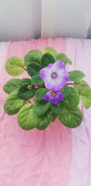 28 dec - Ocharovateljnie Glazky