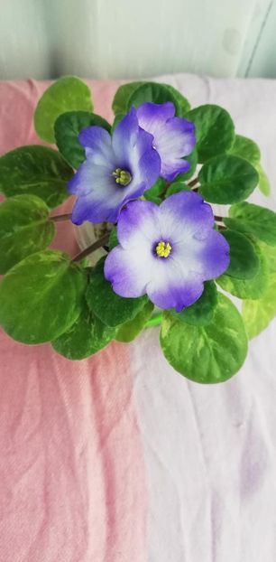 5 ian - Ocharovateljnie Glazky