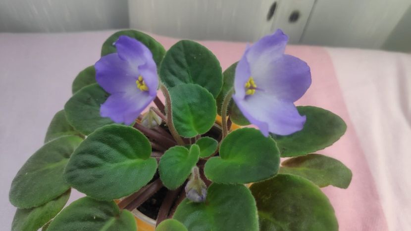 23 mai - Ocharovateljnie Glazky