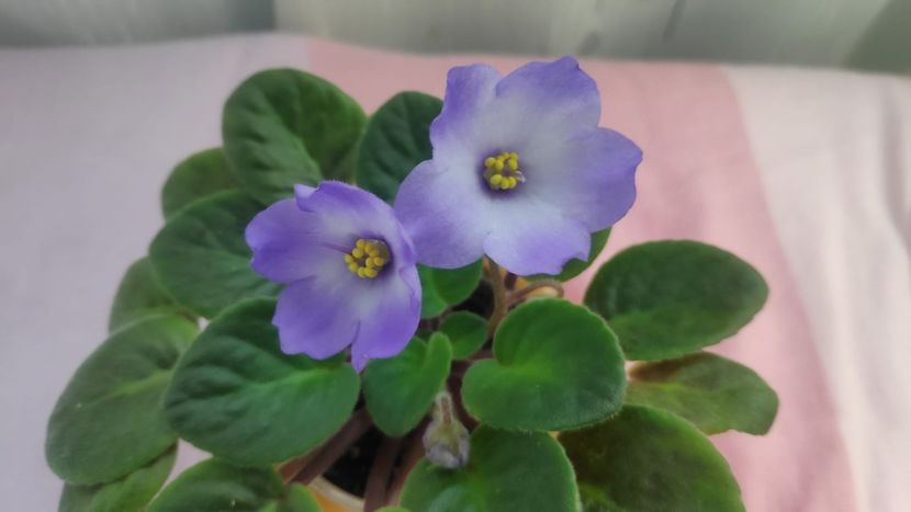 23 mai - Ocharovateljnie Glazky