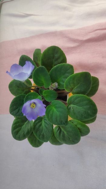 23 mai - Ocharovateljnie Glazky