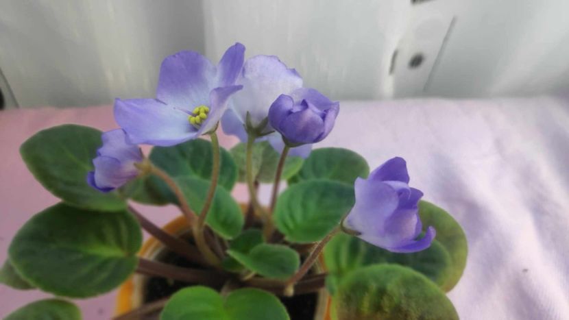 30 mai - Ocharovateljnie Glazky