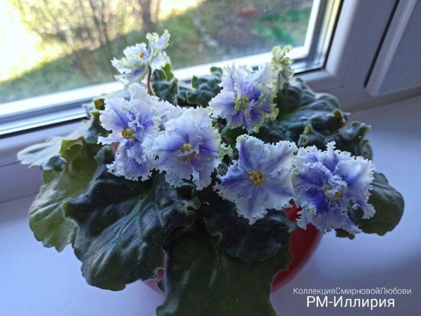 RM Illyria poza net - RM-Illyria