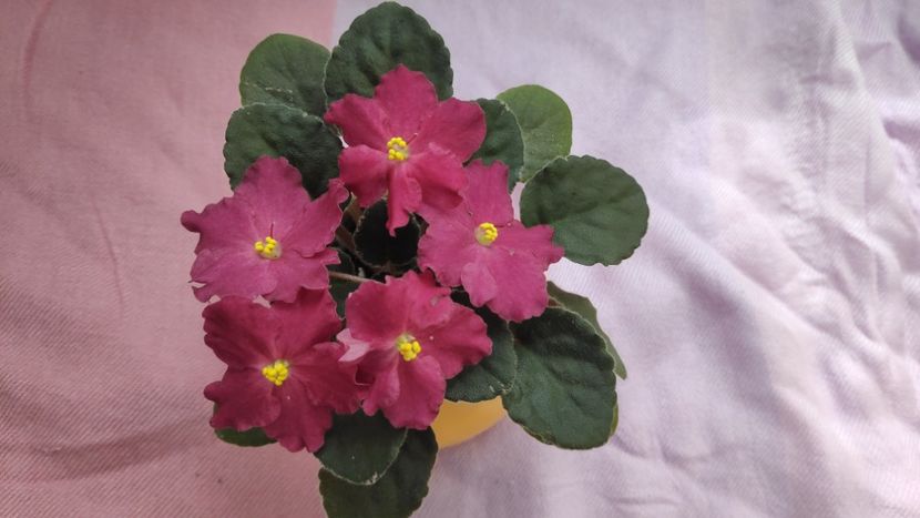 17 mai - Spring Cardinal