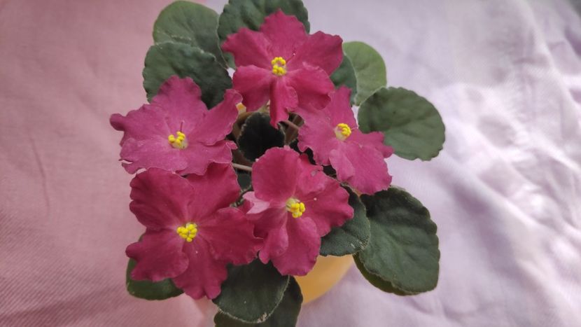 17 mai - Spring Cardinal