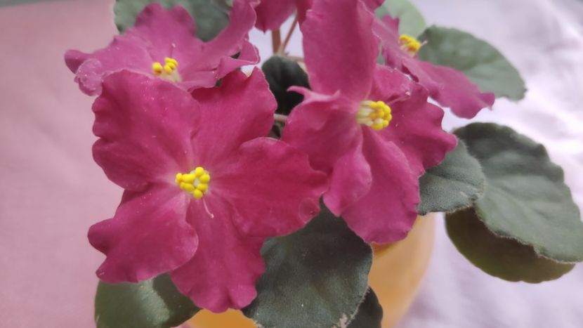 17 mai - Spring Cardinal