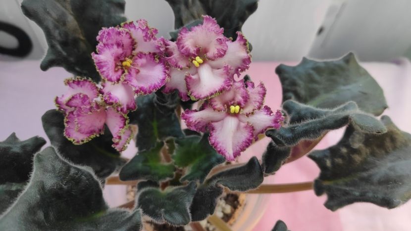 17 mai - Sunset Beach