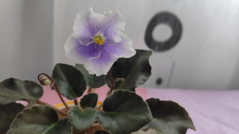 17 mai - SK Osjminozhka