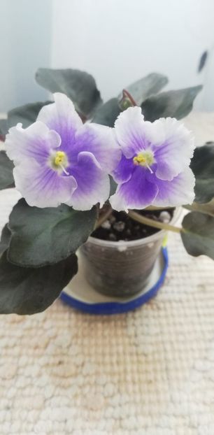 1 iun - SK Osjminozhka