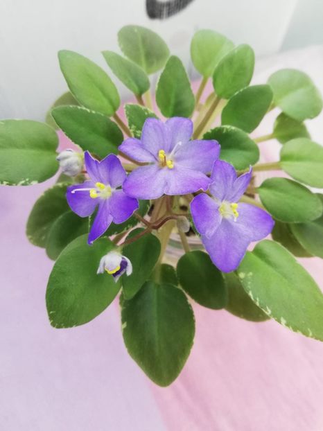 8 nov - Shirl s Blue Eyes