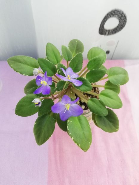 8 nov - Shirl s Blue Eyes