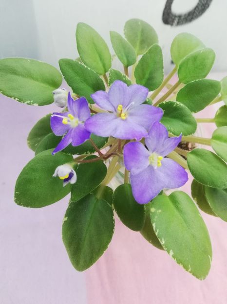 8 nov - Shirl s Blue Eyes