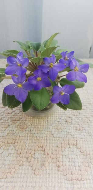 29 nov - Shirl s Blue Eyes