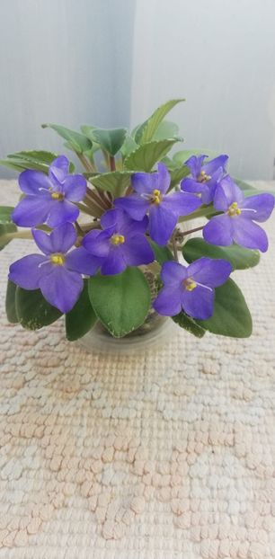 29 nov - Shirl s Blue Eyes