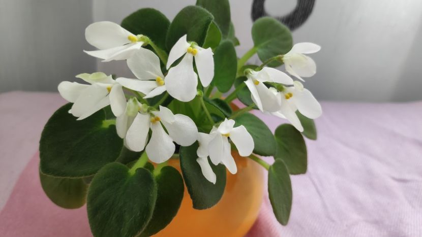 17 mai - Wesley s Samwise Salutations