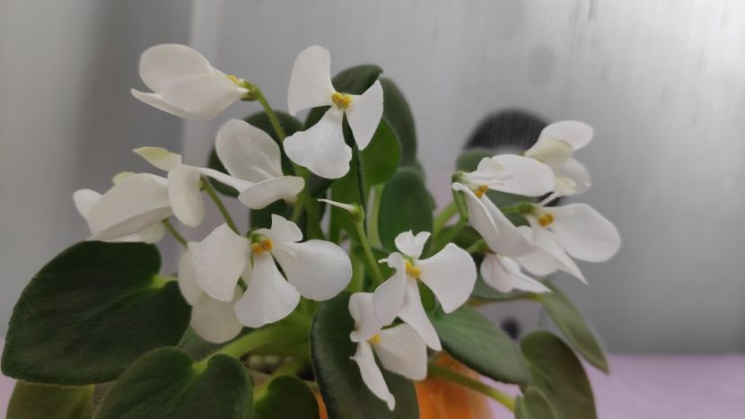 17 mai - Wesley s Samwise Salutations