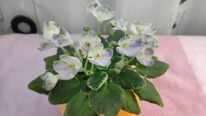 17 mai ( - Wesley s Depth of Reason