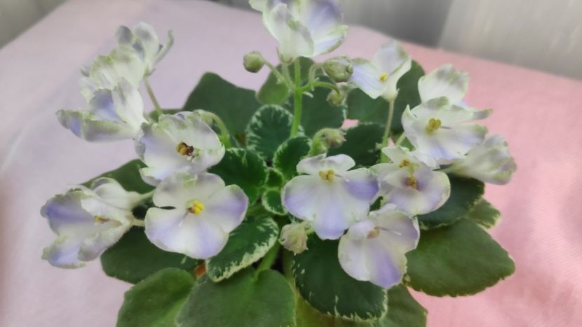 17 mai - Wesley s Depth of Reason