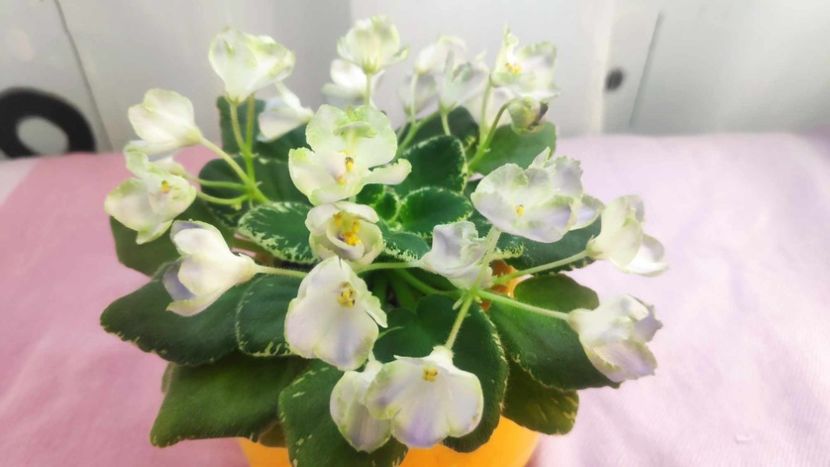 30 mai - Wesley s Depth of Reason