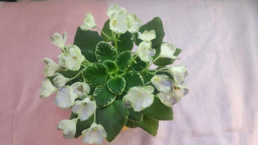 30 mai - Wesley s Depth of Reason