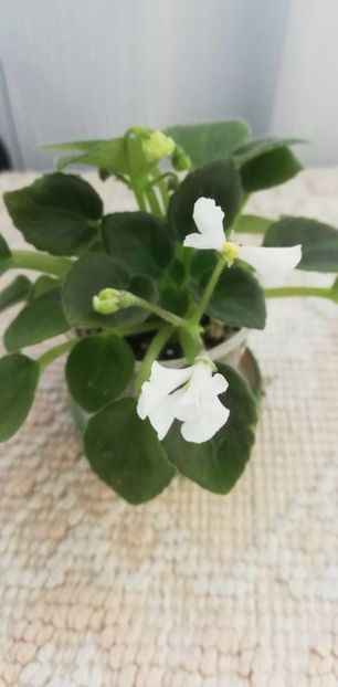 14 nov - Wesley s Hoodoo Priestess