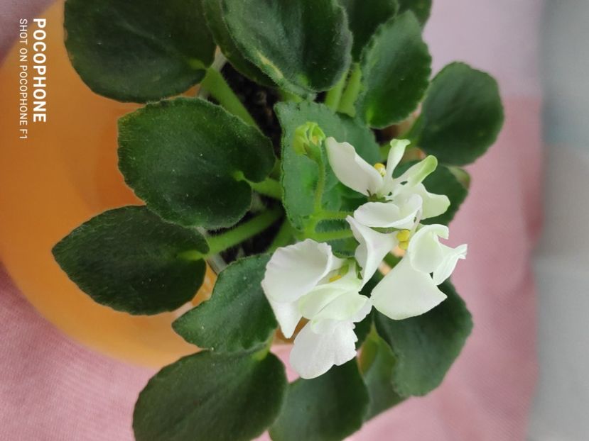 16 apr - Wesley s Hoodoo Priestess